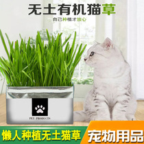 Cat grass Planting bottled water bacon mint kitty snacks Cat Grass Seed Potted Cat Grass Cup Kitty supplies