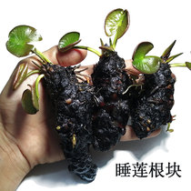 Potted Four Seasons Lotus mini fish tank rhizome garden aquatic bowl lotus root block pond plant hydroponic water lily