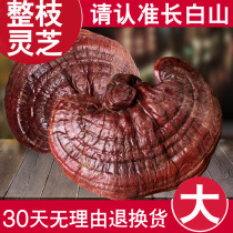 Ganoderma Lucidum Changbai Mountain Ganoderma Lucidum Deep mountain pruning Purple Ganoderma lucidum Northeast specialty natural semi-wild purple Zhi bubble wine material Linzhi