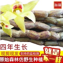  Fresh Dendrobium dendrobium fresh strips 500g health-care edible maple bucket pollen dried strips Fresh Huoshan Yunnan Dendrobium fresh strips
