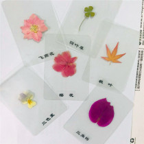 Natural plant specimens plastic sealed leaves plant bookmarks teaching specimens dry flowers bookmarks flower specimens