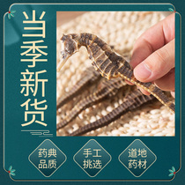 Hippocampus dry goods a pair of Chinese herbal medicine catch with wine ingredients Warm kidney Chinese herbal medicine shop Hippocampus Chinese herbal medicine jj