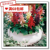  Flower edge pickles Imported flower seeds*Japan TAKII*A bunch of red*Faith Sangria series 10 pieces