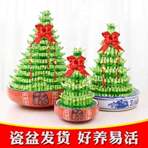 Rich Expensive Bamboo Bamboo Tower Office Potted Plant Indoor Steps High And High Swing Pieces Hydropony to raise a large