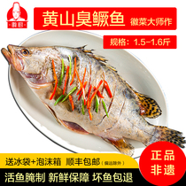 Hui kitchen smelly mandarin fish 1 5-1 6kg Anhui Huangshan specialty authentic large smelly mandarin fish Huizhou fresh vacuum