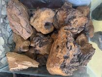 Birch velvet wild one catty of Birch brown bacteria White Birch Black Gold non-Jilin Changbai Mountain Russian imports