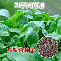 Winter chicken feather seed 18 days can be picked four seasons Chinese cabbage Shanghai green vegetable seed rape balcony potted vegetable cold tolerance