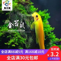 The city of fish golden moss algae clear tank tools fish green golden table fish clean benthic live scavenger