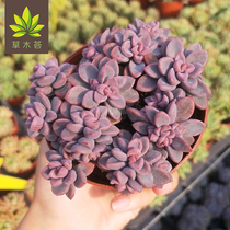 Purple heart South Korea imported succulents group long long small potted office radiation-proof flowers