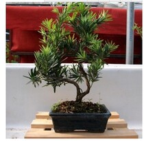 Arhat pine seedling Arhat pine Bonsai Arhat pine Small seedling Pearl Arhat pine Bird tongue Arhat pine