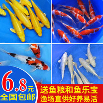 Koi fish live ornamental fish Freshwater cold water fish Gold red and white purebred Koi live fish Goldfish fry Feng shui fish