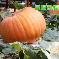 Giant pumpkin seed seed seed extra large pumpkin seed edible spring sown vegetable seed