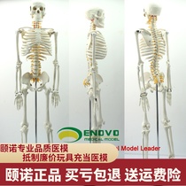 ENOVO Yinuo 85CM human bone spinal nerve model Medical Yoga Fitness teaching learning bone model human bone model teaching skeleton spine human anatomy