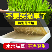 Cat grass seed hydroponic box Potted cat snack supplies Catnip non-instant snacks have been planted nutritional tablets