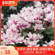 Rare double-petal Cyclamen Pique Elf balcony windowsill green potted plants with buds bulbous flowers