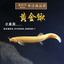 Fish Age] Golden Loach Tropical Ornamental Algae Fish Tool Fish Eating Fish Tank Garbage Mouse Fish is very cute