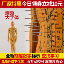 Acupuncture point human body model Chinese medicine men and women body Meridian small copper color man can Needle Needle Human model small figure silicone