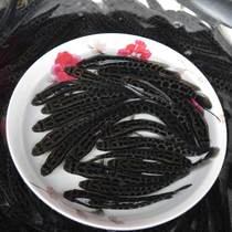 Fish fry freshwater cultured small black fish Miao freshwater cultured fish Miao ornamental fish resistant to live Chinese bullfish black veins