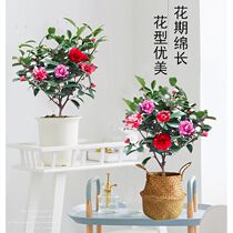 Seven color new products Tea flowers Miao Mountain tea flowers The cold plants inside and outside of the four seasons planting room of flowering tree saplings of the year