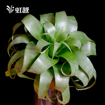 Air pineapple Hongyue Dutch imported indoor net red and green plant maintenance simple foliage potted plants