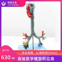 ENOVO Human larynx and tracheobronchial tree model Larynx anatomy model Lung broncholaryngoscope demonstration