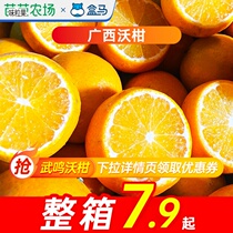 Guangxi Worcitrus Fresh Big Fruit When Ji Wuming Fruits Zhengzong Citrus Honey Orange Tangerine Orange Whole Box