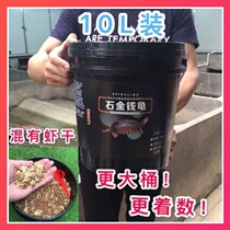 Stone gold money turtle seedlings South species stone money turtle seedlings feed tortoise stone turtle yellow throat Stone gold money turtle seed turtle tortoise turtle grain Nanshi