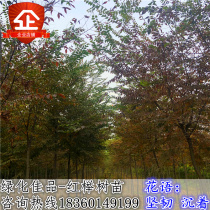 Green seedlings authentic small leaf beech seedlings blood lift seedlings courtyard green seedlings landscape beech tree