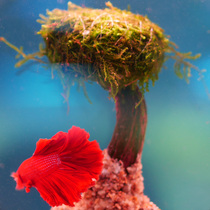 Moss Tree Water Grass Landscape Slub LIVING FRESH WATER NEGATIVE PLANT FISH TANK BUILDING DECORATION FINISHED WATER GRASS TREES