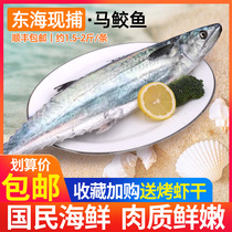 Zhoushan large Spanish mackerel fresh frozen deep sea fish fresh sea fishing mackerel seafood mackerel stuffed dumplings raw aquatic products