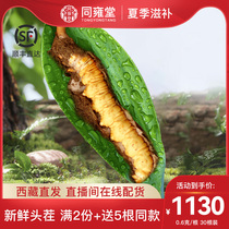 (22 years fresh grass) Fresh caterpillar fungus Caterpillar Fungus Official Flagship Store 30 Loaded Gift Boxes