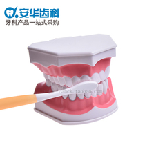 Early childhood brushing model Twice the age of children oral teaching model Dental model Kindergarten teaching brushing