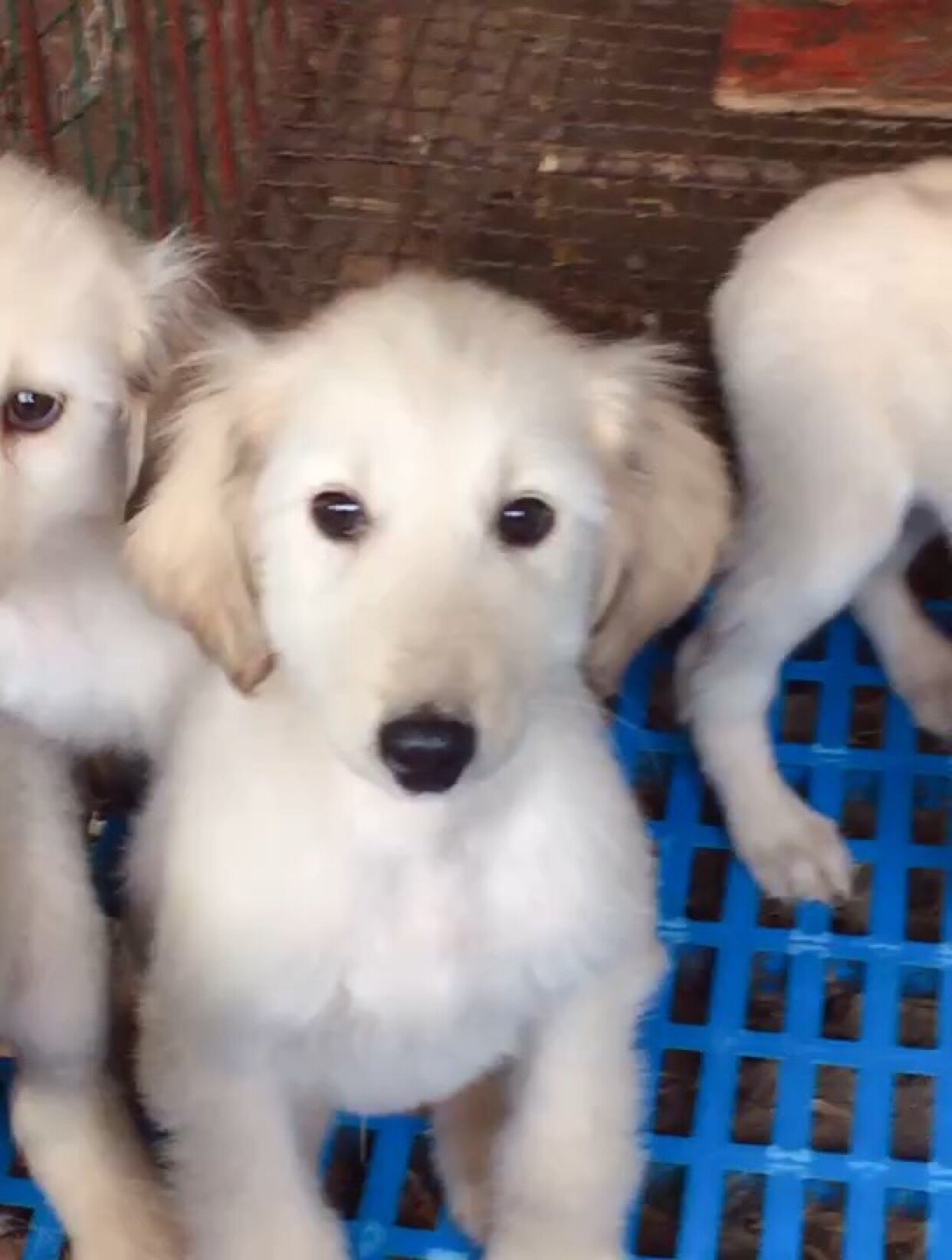 Long Mao Afghan Hounds