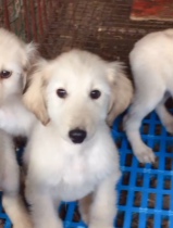 long haired afghan hound