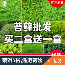 Moss grass small gray moss green moss short velvet moss Phoenix Moss love Stone Moss white hair Moss star Moss Moss Marsh Moss sea water and land tank