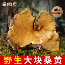 Tibet oversized wild Mulberry Mulberry Mulberry perennial over 200g Mulberry wand Ganoderma lucidum for more than 10 years not Changbai Mountain