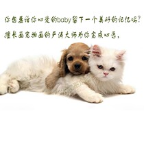 Beijing Song Zhuang painter Yan Tao Master pet portraits custom hand-painted pet portraits pink avatars mementos