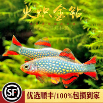 Incandescent Drilling Light Shark Fin Red Wings Pearl Light Corfish Freshwater Tropical Galaxy Zebra Small Grass-cylinder group Swim Fish
