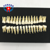 Dental with open pulp anatomy to recognize teeth 28 teeth with pulp cavity simulation of in vitro teeth two-color permanent tooth model