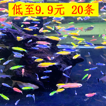 Lantern Fish Living Group Tours Water Grass Cylinders Zebra Resistant Cold Red Little Green Pauline Lamp Freshwater Tropical Ornamental Fish Package