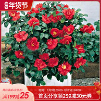 Camellia saplings Hongyue courtyard garden Italian Camellia Perfume Tea five-color red Dan evergreen flower-looking shrub seedlings