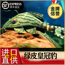 South American wild profiled shape L191 Colombian green leather crown leopard Alien scavenger tropical ornamental fish