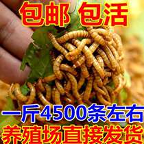 The breadworm feeds the scorpion to eat the worms feed the pigeon the food painting the live grain the brow of the Gothic turtle fresh food