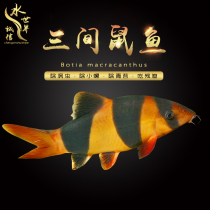 Three Squirrels Tropical Ornamental Fish Clown Loach Three Squirrels Eat Turboworm Clear Cylinder Tool Fish Living Pet Fish