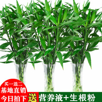  Fugui bamboo hydroponic plant transport lucky bamboo flowers green plant potted green dill indoor flower living room water conservation festival high