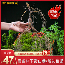 Mudanling Northeast Ginseng Changbai Mountain Wild Mountain Ginseng Fresh Forest Ginseng 20 Years Now Excavated with Soil Whole Branches