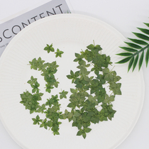 Rabbit ear grass leaves on gold leaves real flowers real leaves dried flowers specimens Epoxy embossed mobile phone shell strawberry leaves flower painting