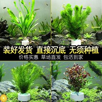 Fish tank lazy water grass aquarium decoration living green chrysanthemum goldfish algae centipede grass oxygen water Banyan sinking Wood landscape