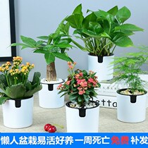 Luzhi home potted plant plant living room office green plant good feeding four seasons suitable for bedroom raising flowers