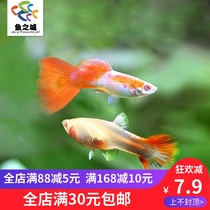 City of fish guppies live small full red gold pink dress hole full cardinals live tropical ornamental fish live
